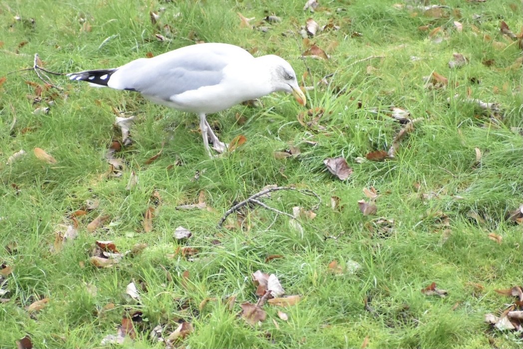 Kuzey Gümüş Martısı - ML646545094