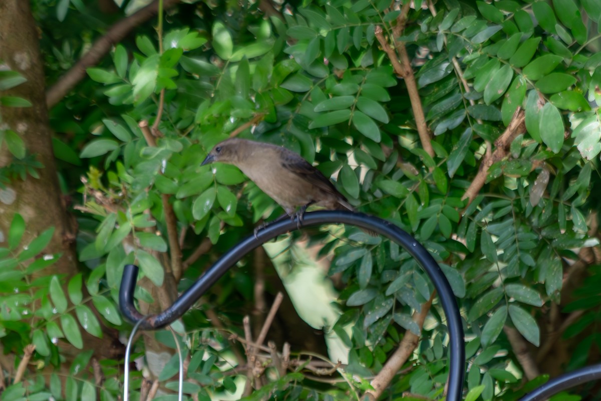 Parlak İnekkuşu - ML646545095