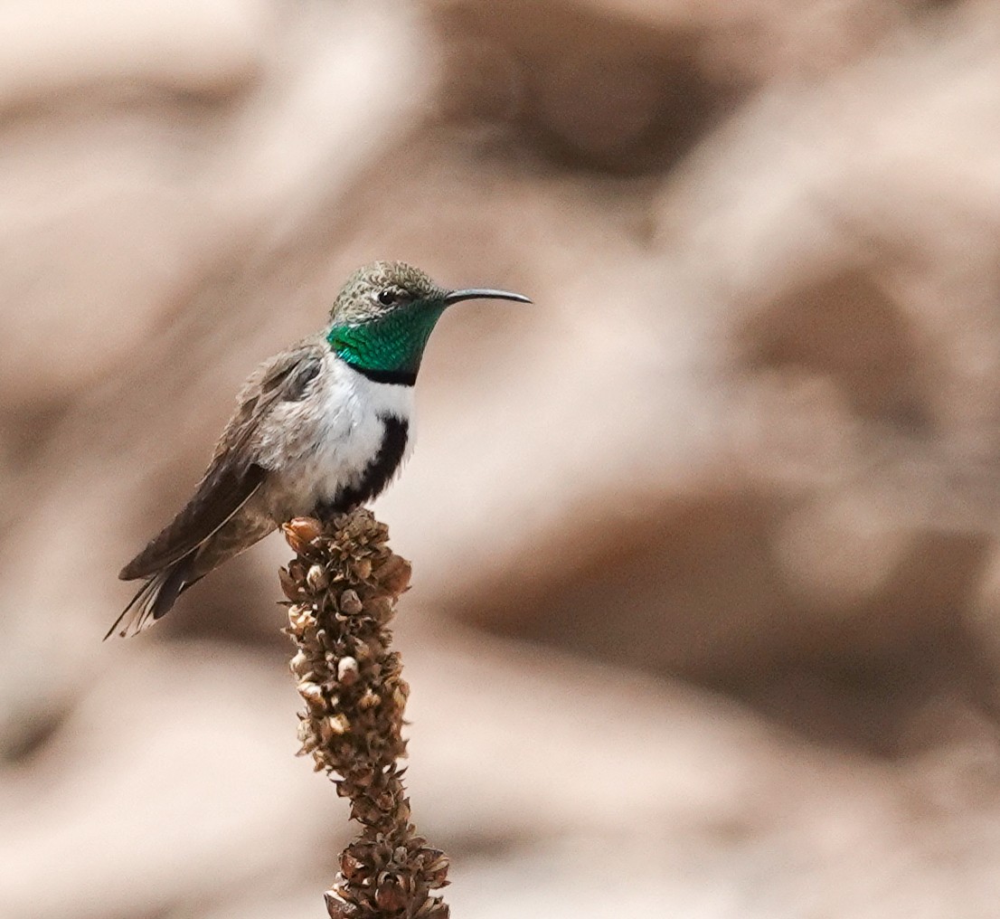 Ak Yelekli Dağyıldızı - ML646545096