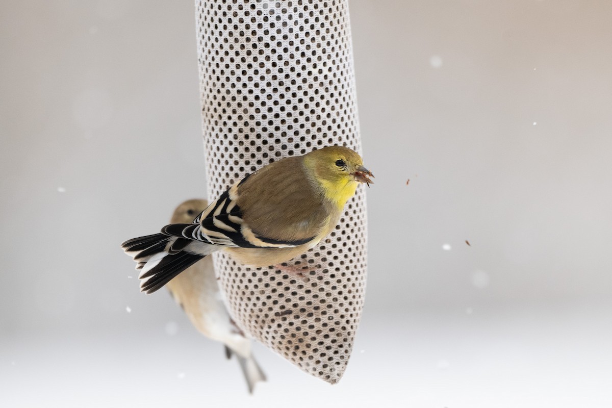 Altın İskete - ML646545097