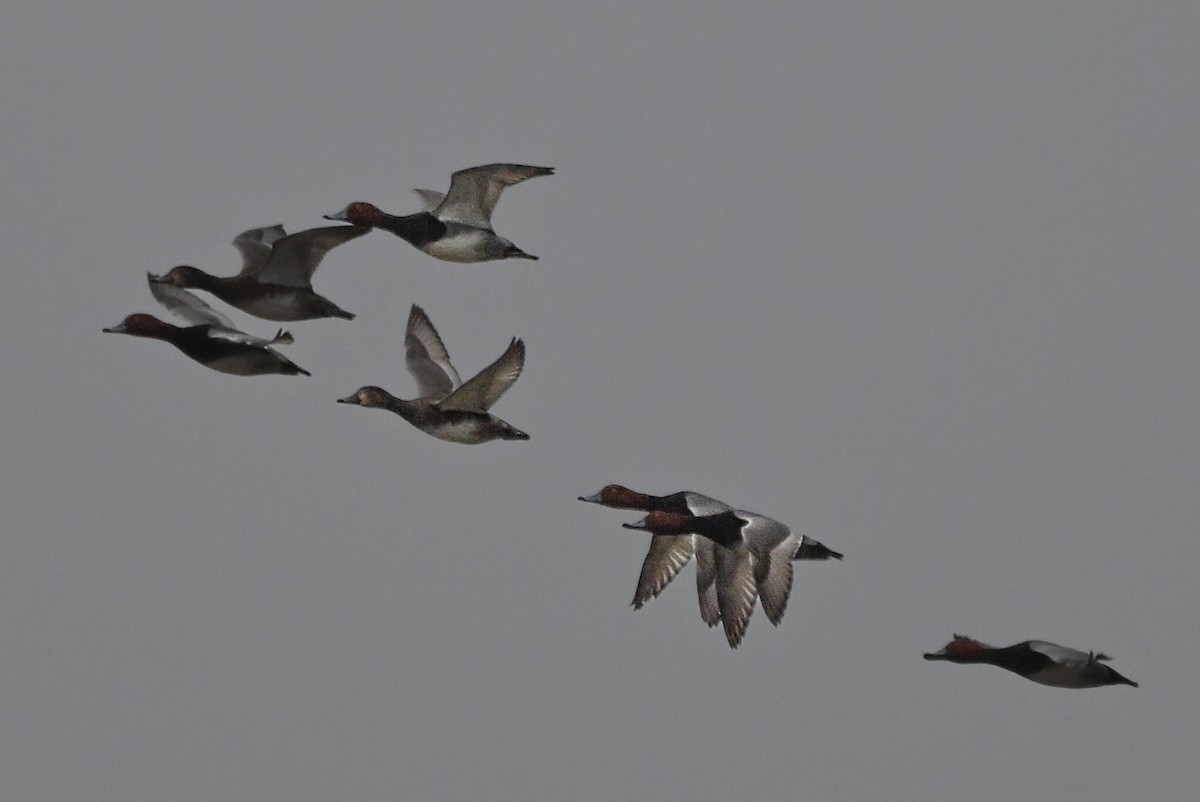 Redhead - ML646545099