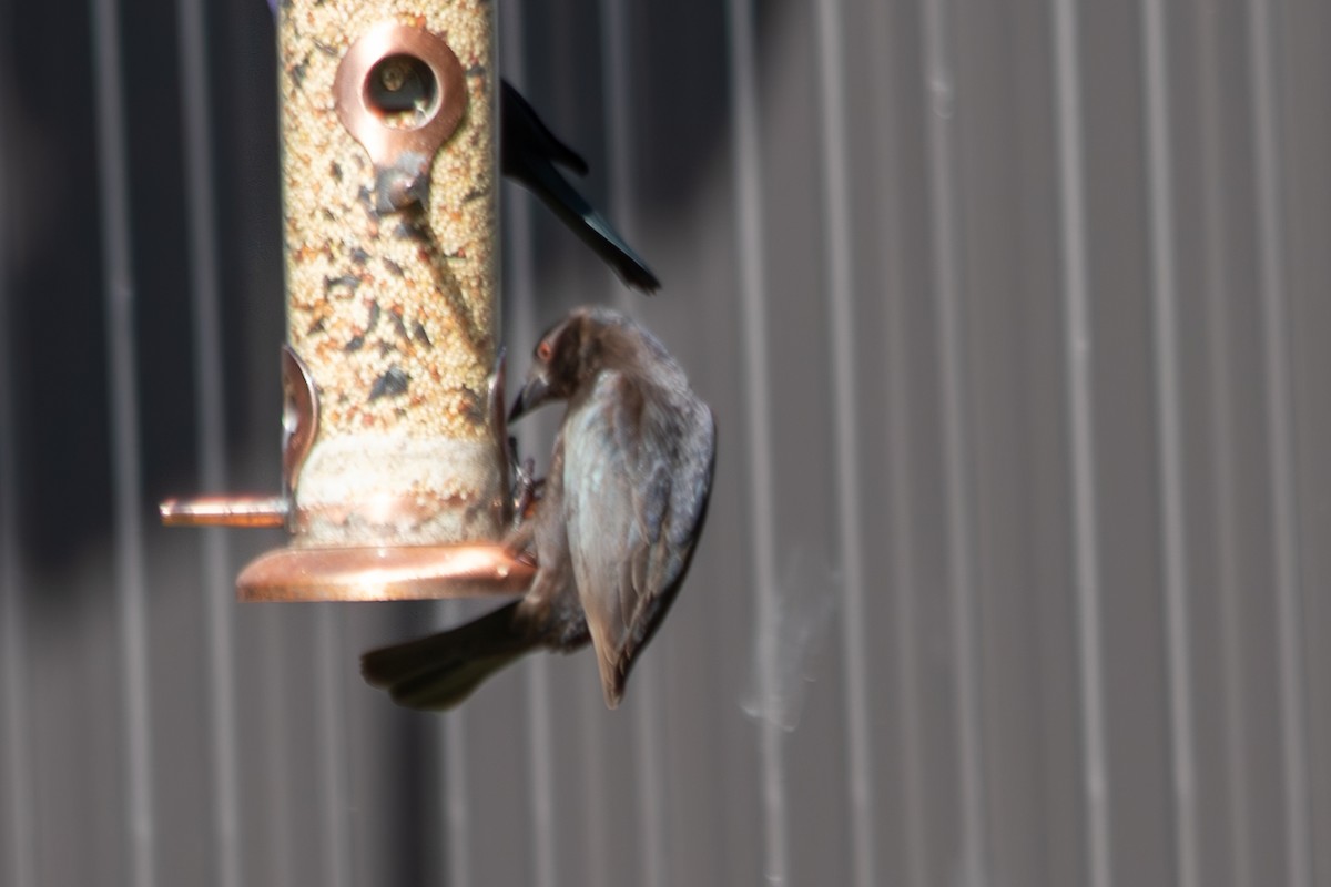 Красноглазый трупиал - ML646545101