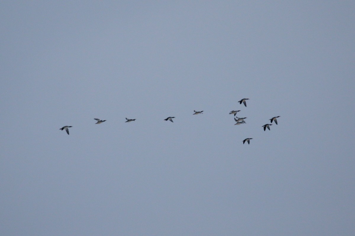 Common Merganser - ML646545103