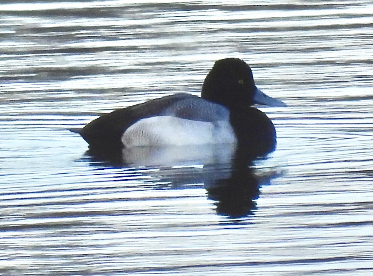 Petit Fuligule - ML646545106