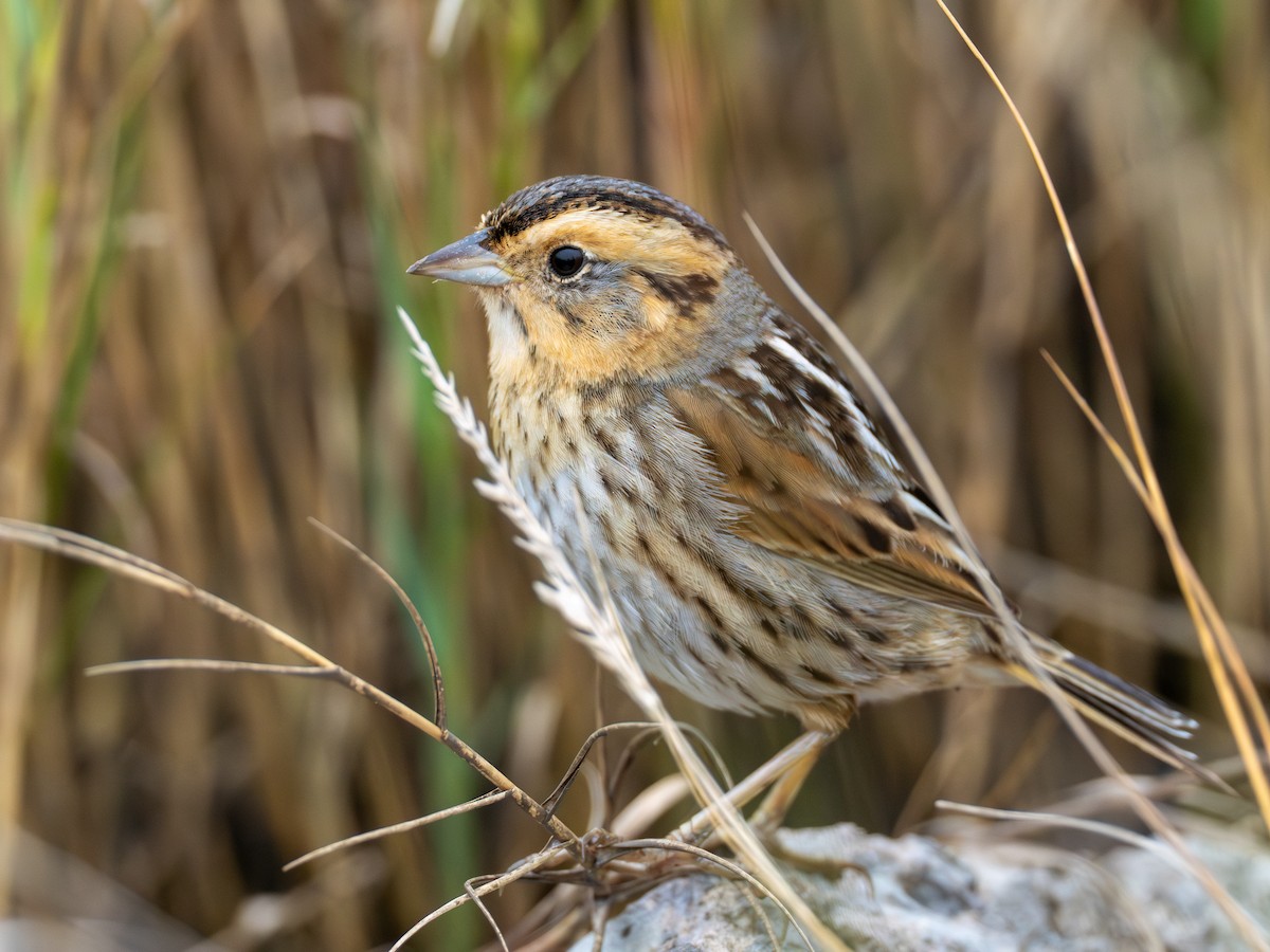 nålstjertspurv - ML646545107