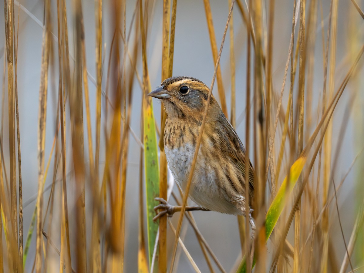 nålstjertspurv - ML646545108