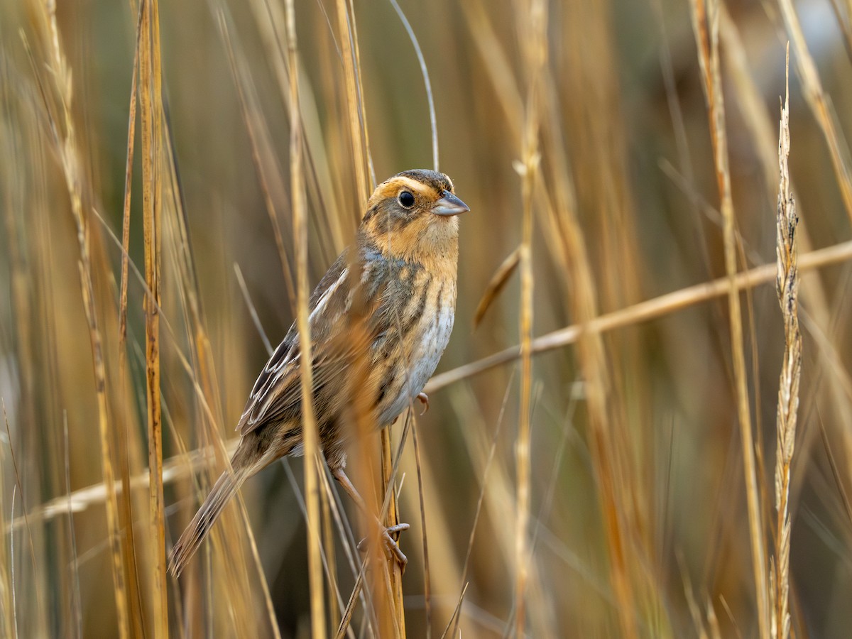 nålstjertspurv - ML646545109