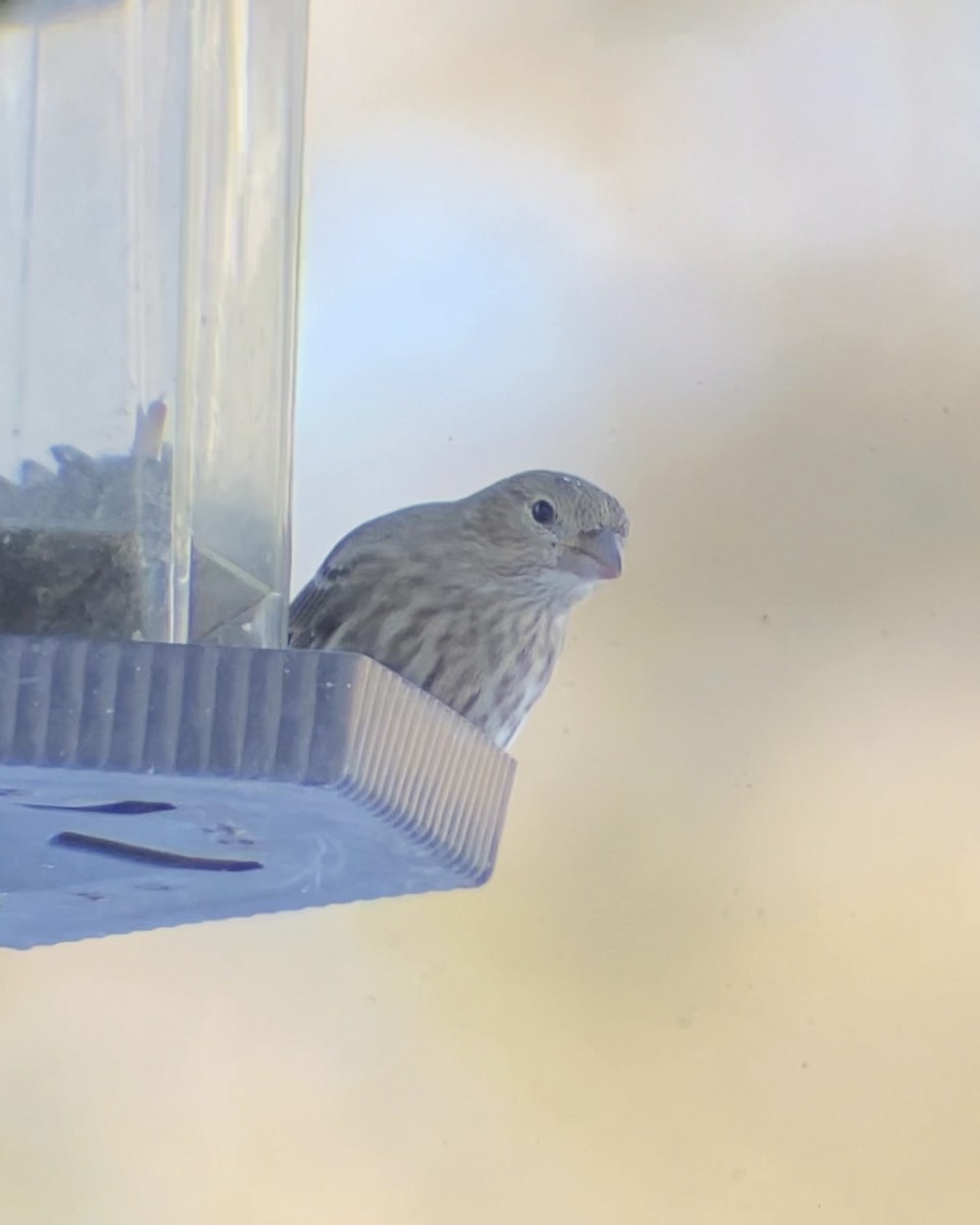 House Finch - ML646545115