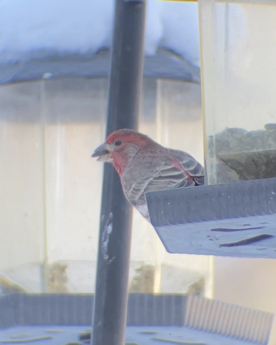 House Finch - ML646545116