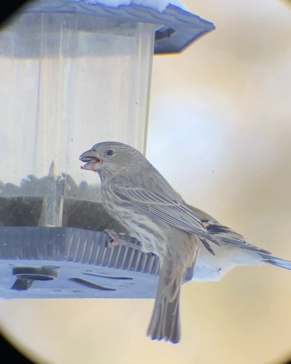 House Finch - ML646545117