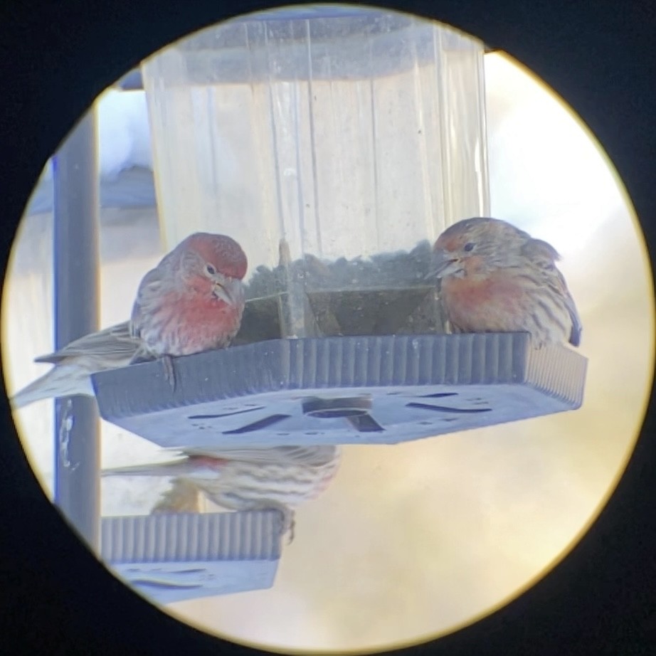 House Finch - ML646545118