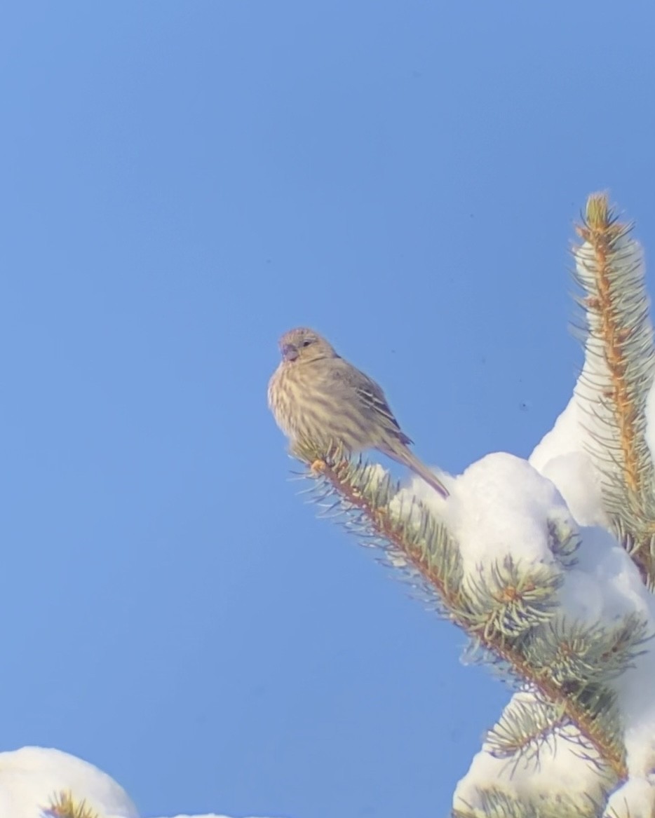 House Finch - ML646545119