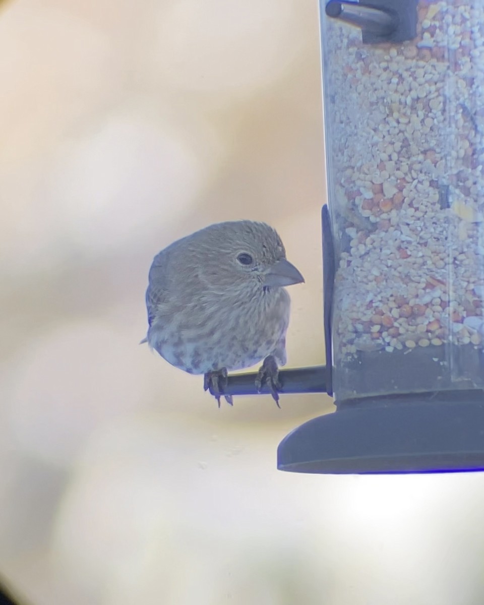 House Finch - ML646545120