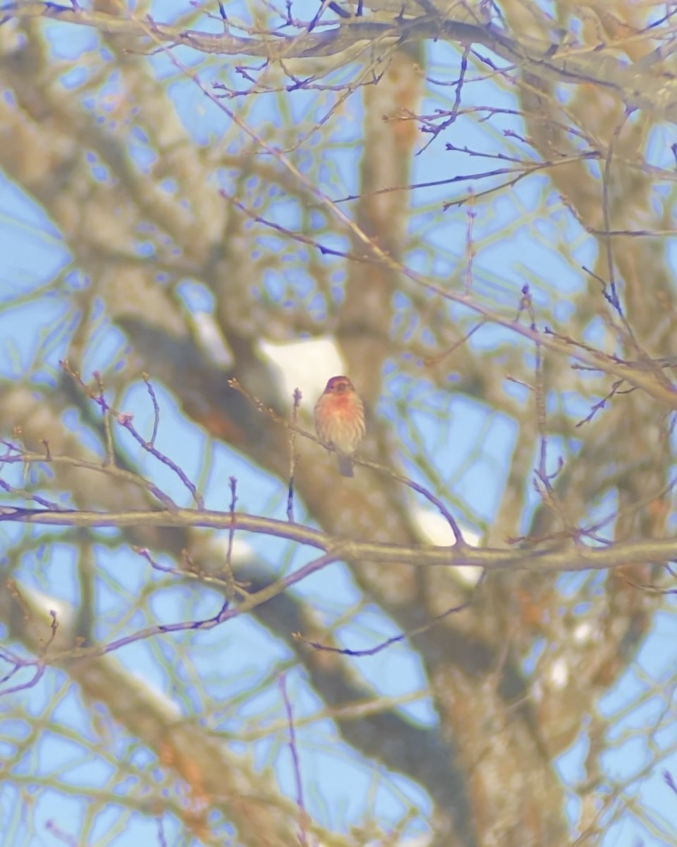 House Finch - ML646545121