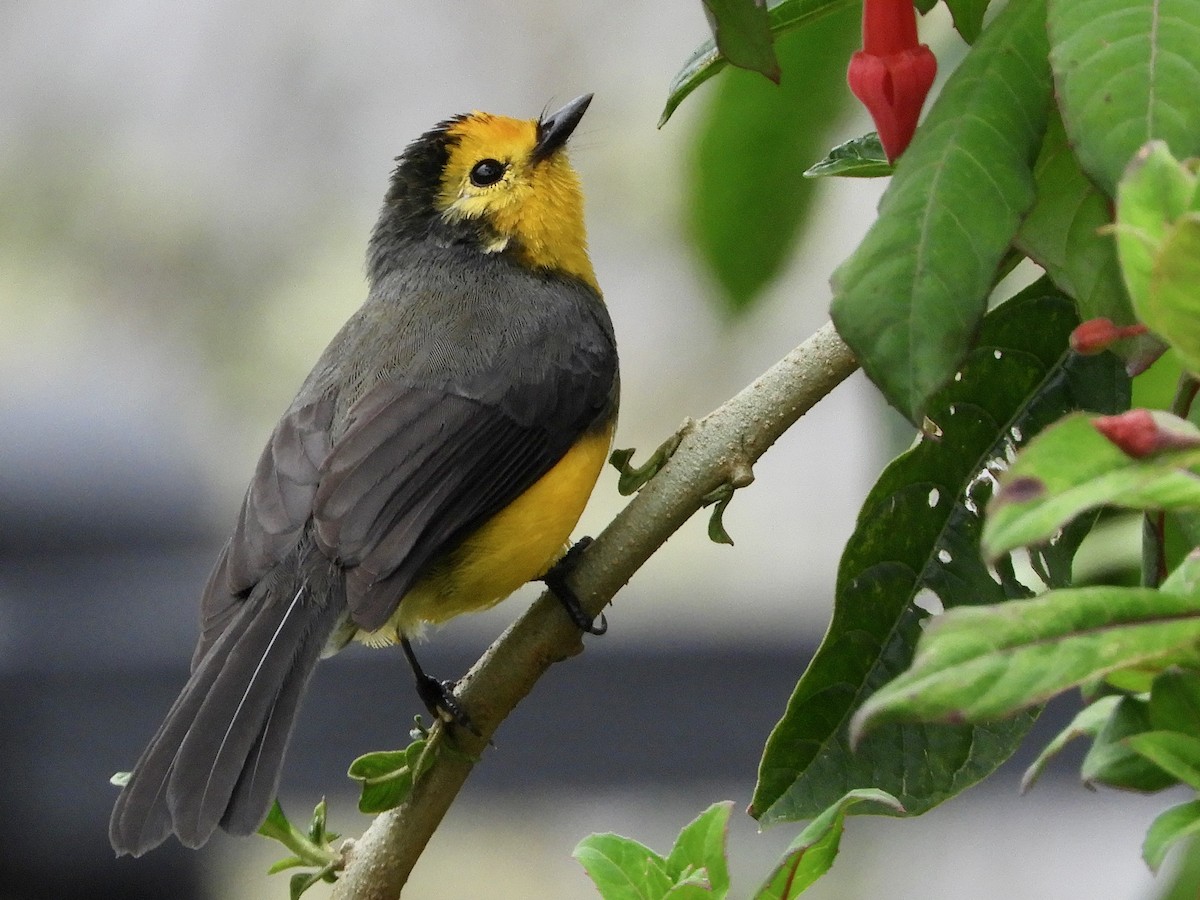 Golden-fronted Redstart (Golden-fronted) - ML646545130