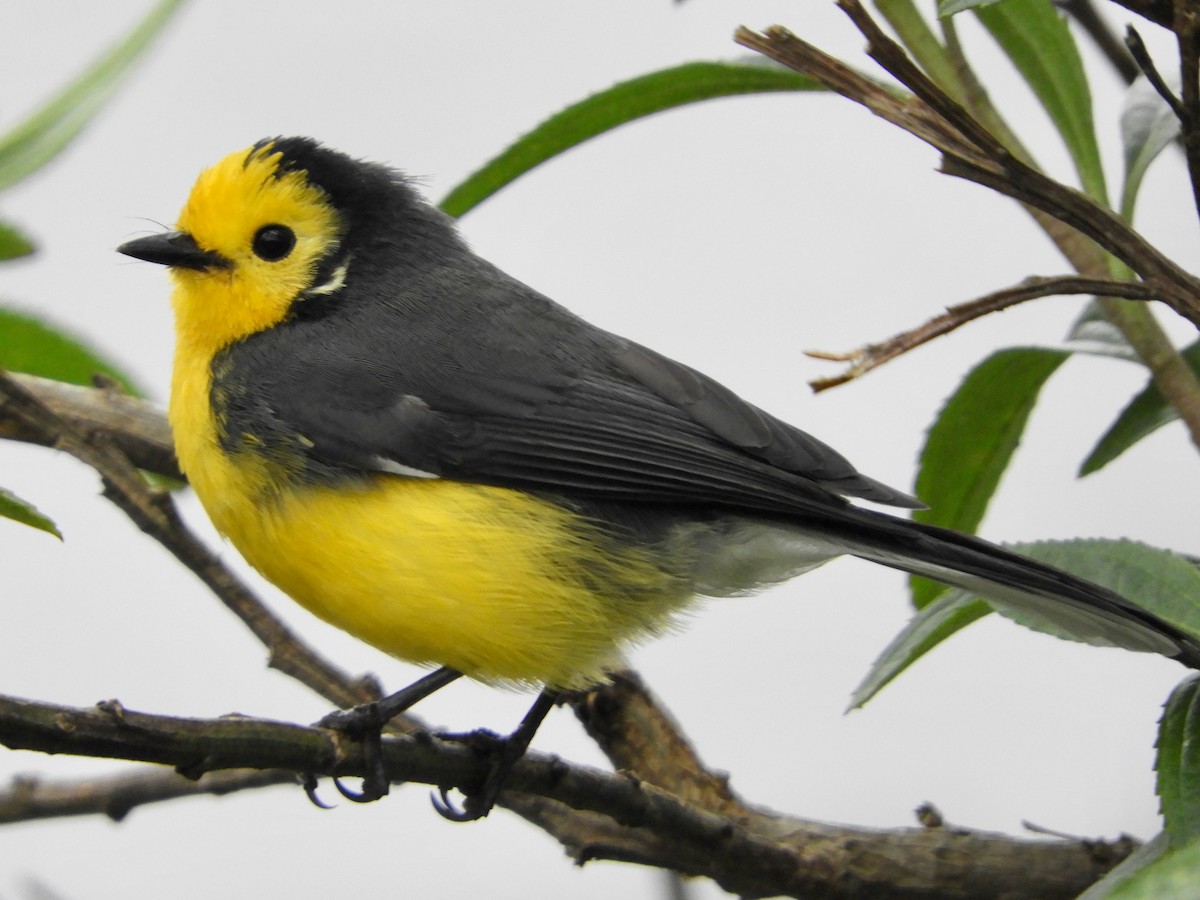 Golden-fronted Redstart (Golden-fronted) - ML646545131