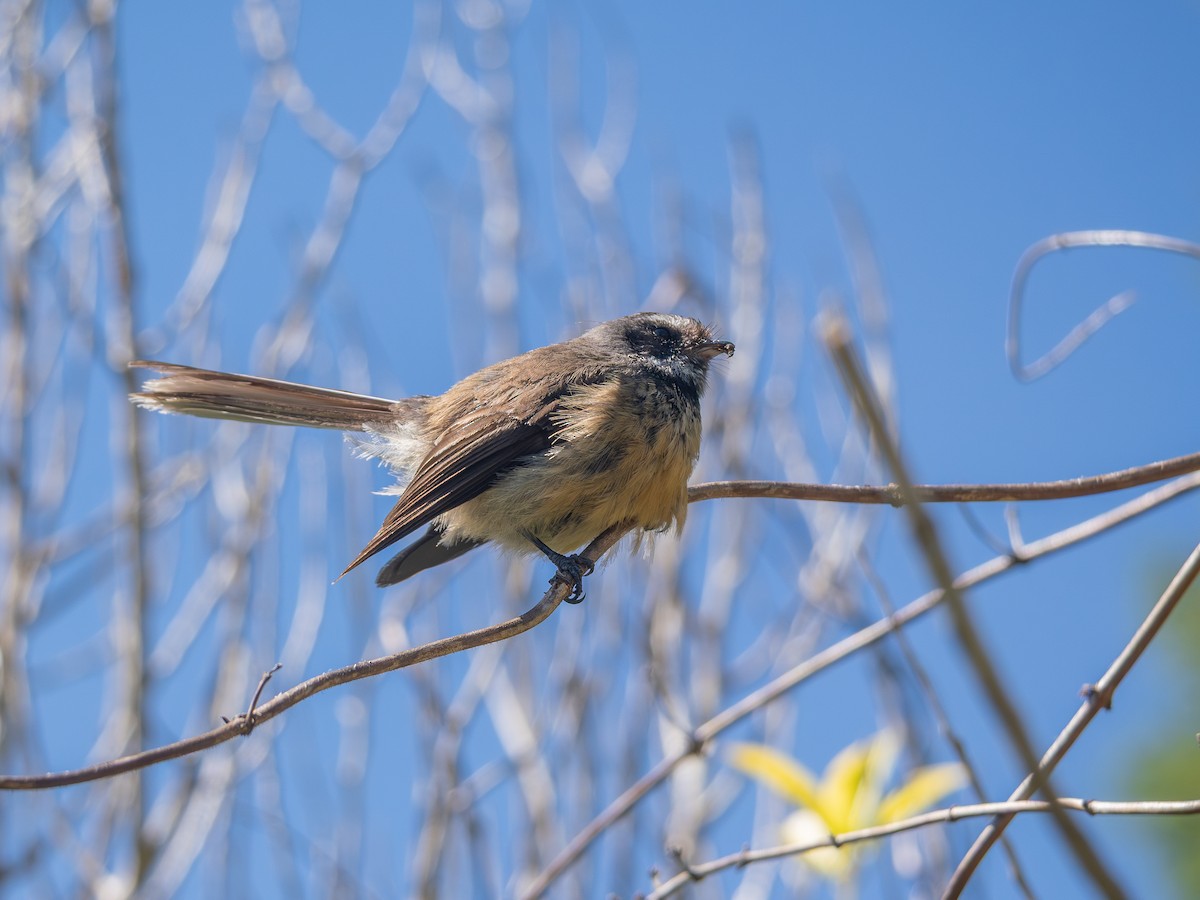Neuseeland-Fächerschwanz - ML646545132
