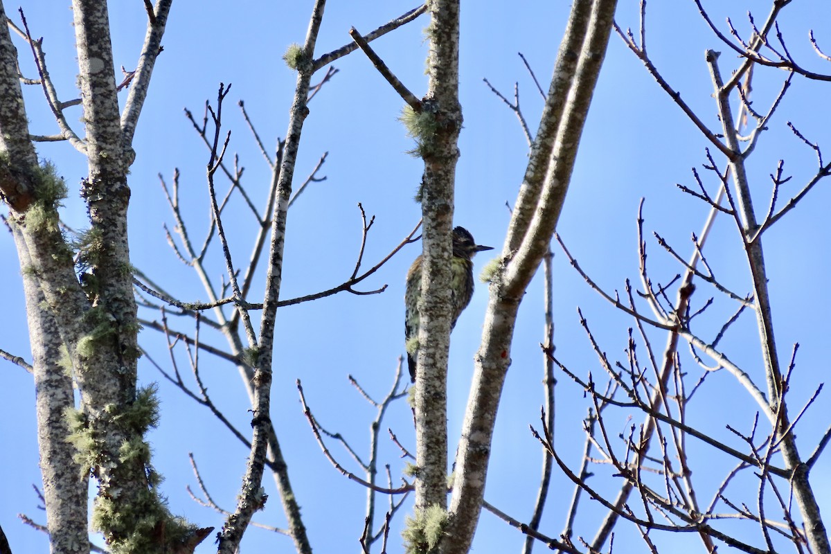 Yellow-bellied Sapsucker - ML646545135
