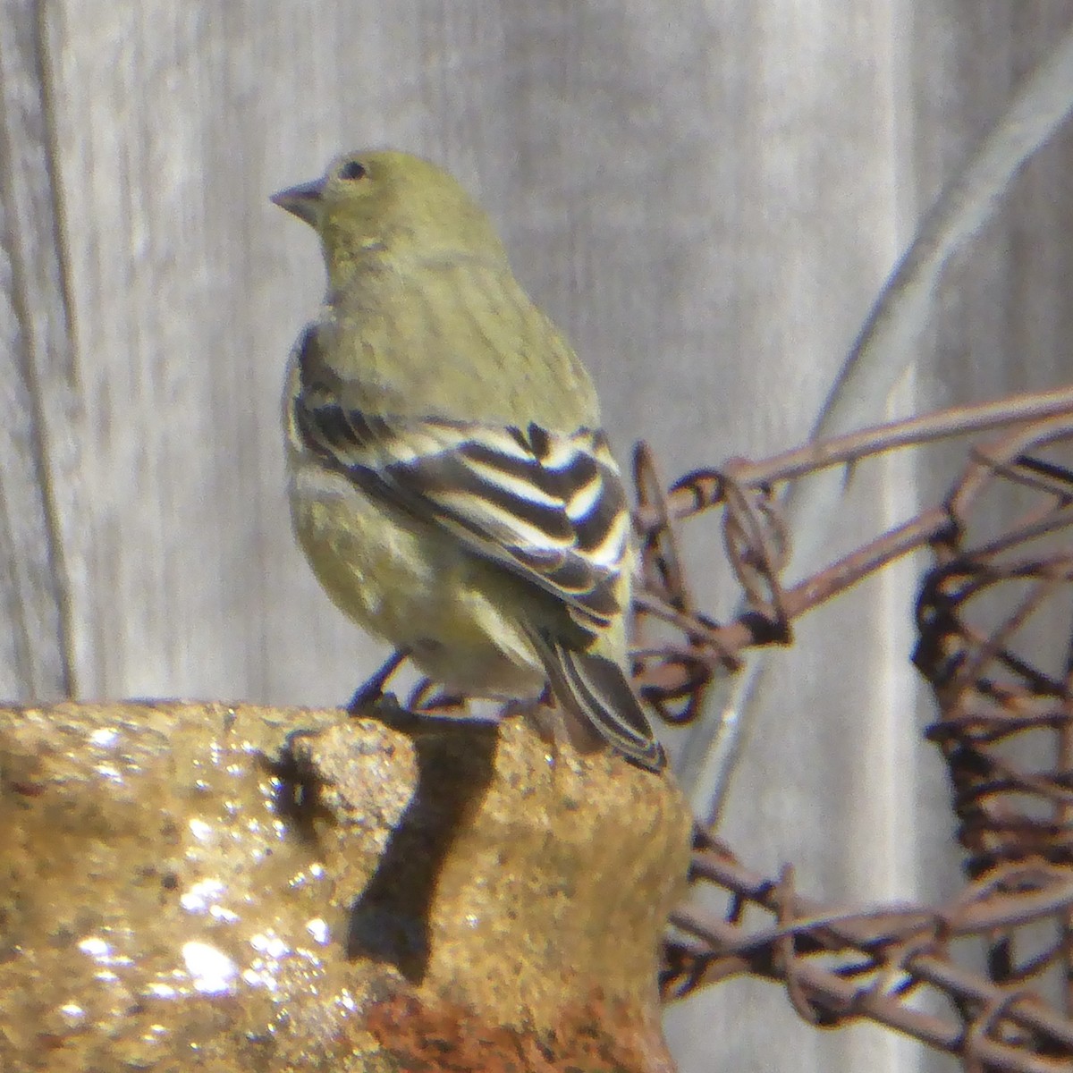 Lesser Goldfinch - ML646545140