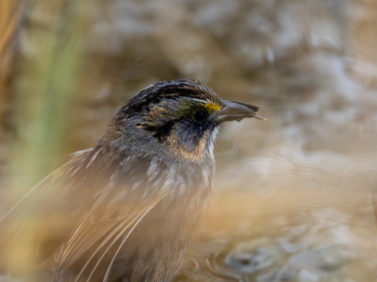 Seaside Sparrow - ML646545141