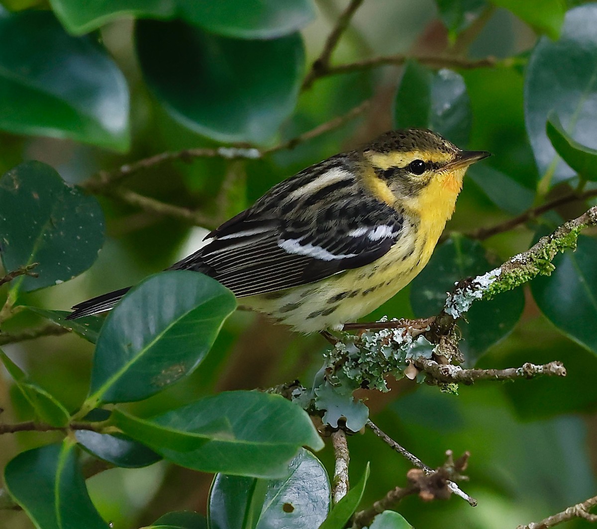 Пісняр-лісовик рудоволий - ML646545144