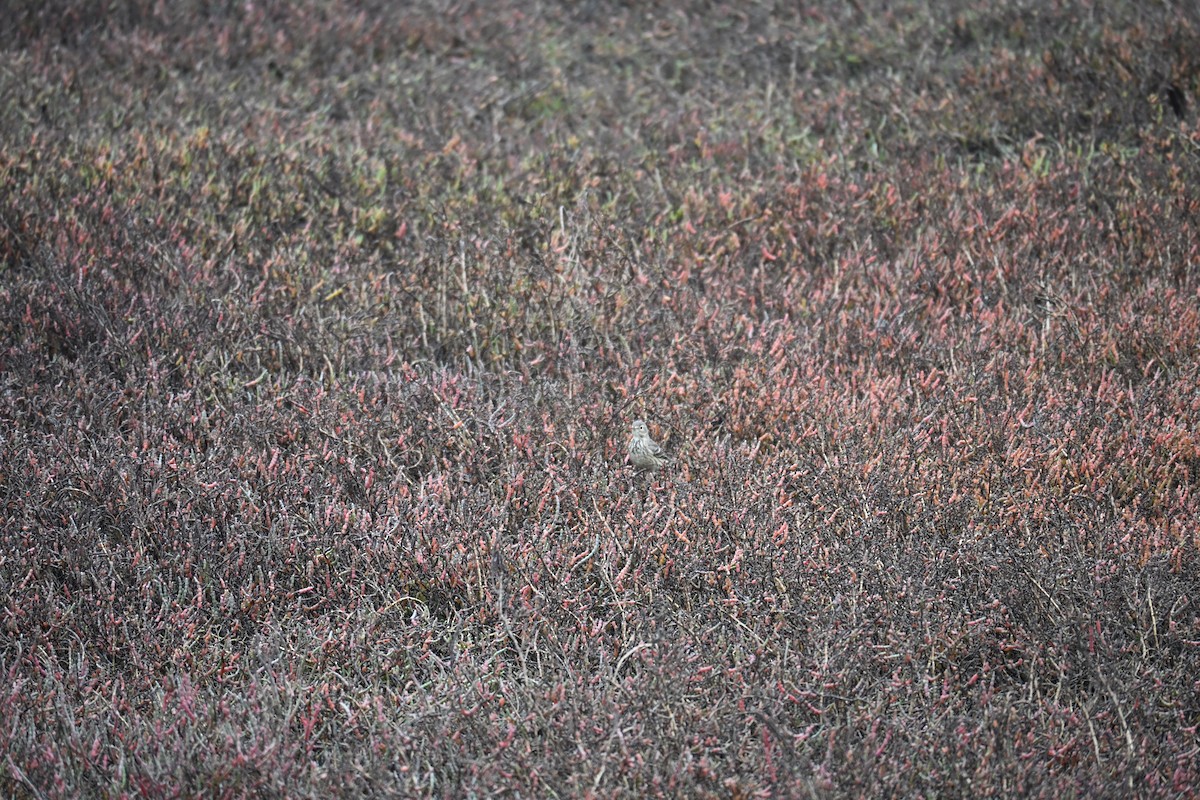 American Pipit - ML646545145