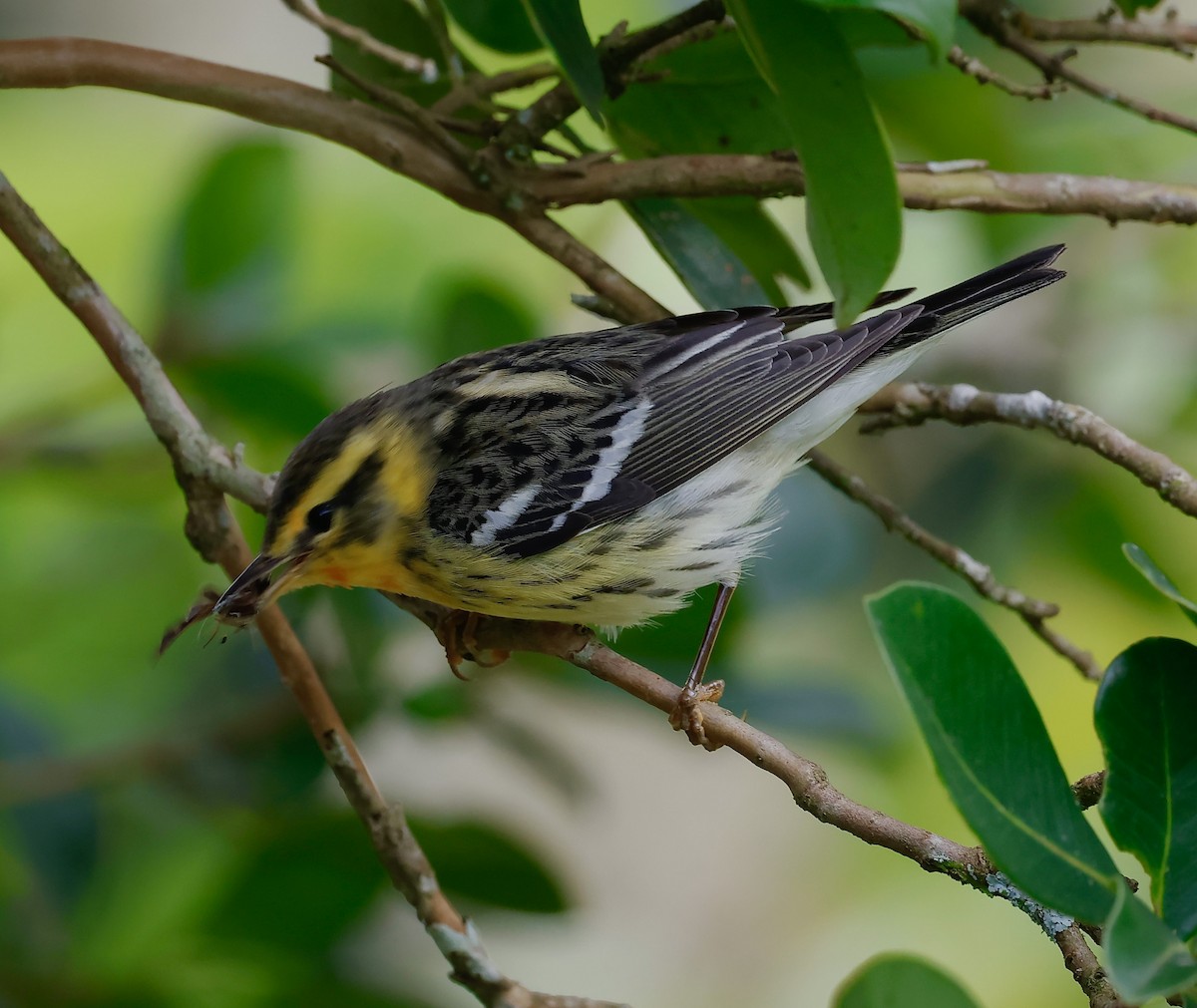 Пісняр-лісовик рудоволий - ML646545146