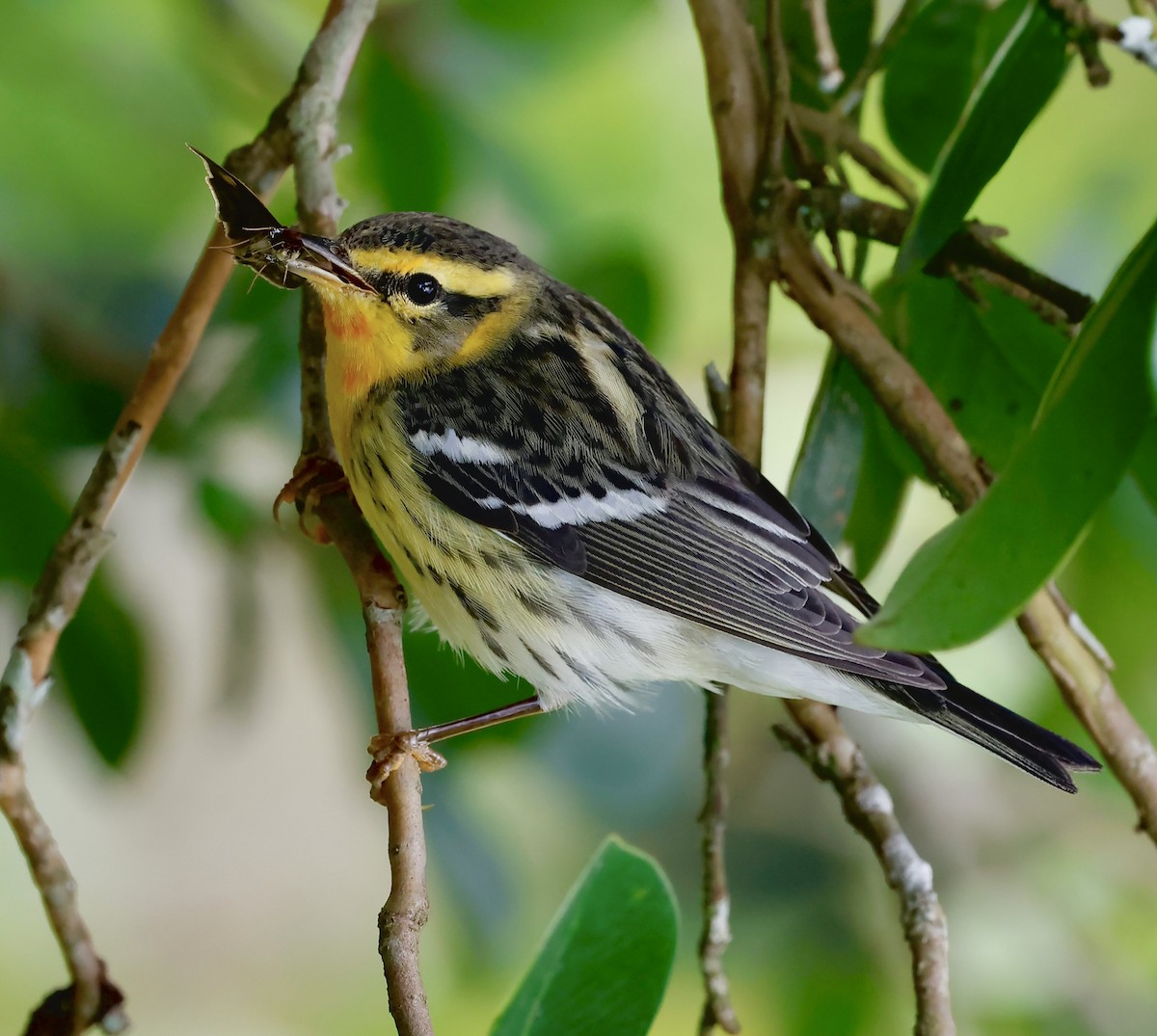 Пісняр-лісовик рудоволий - ML646545147