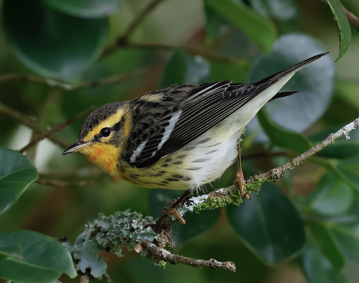 Пісняр-лісовик рудоволий - ML646545148
