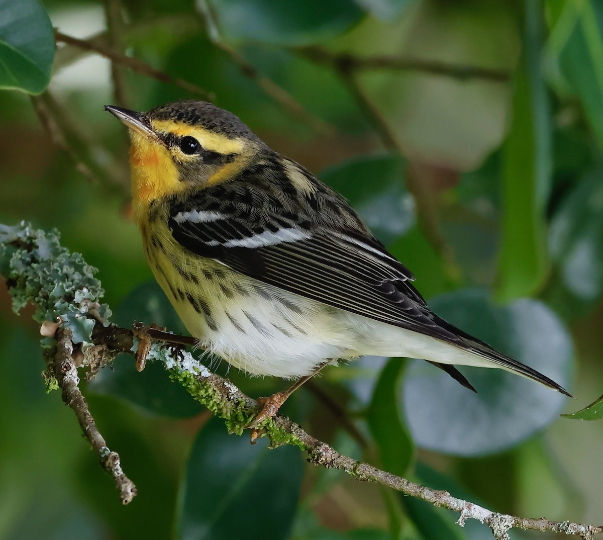 Пісняр-лісовик рудоволий - ML646545149