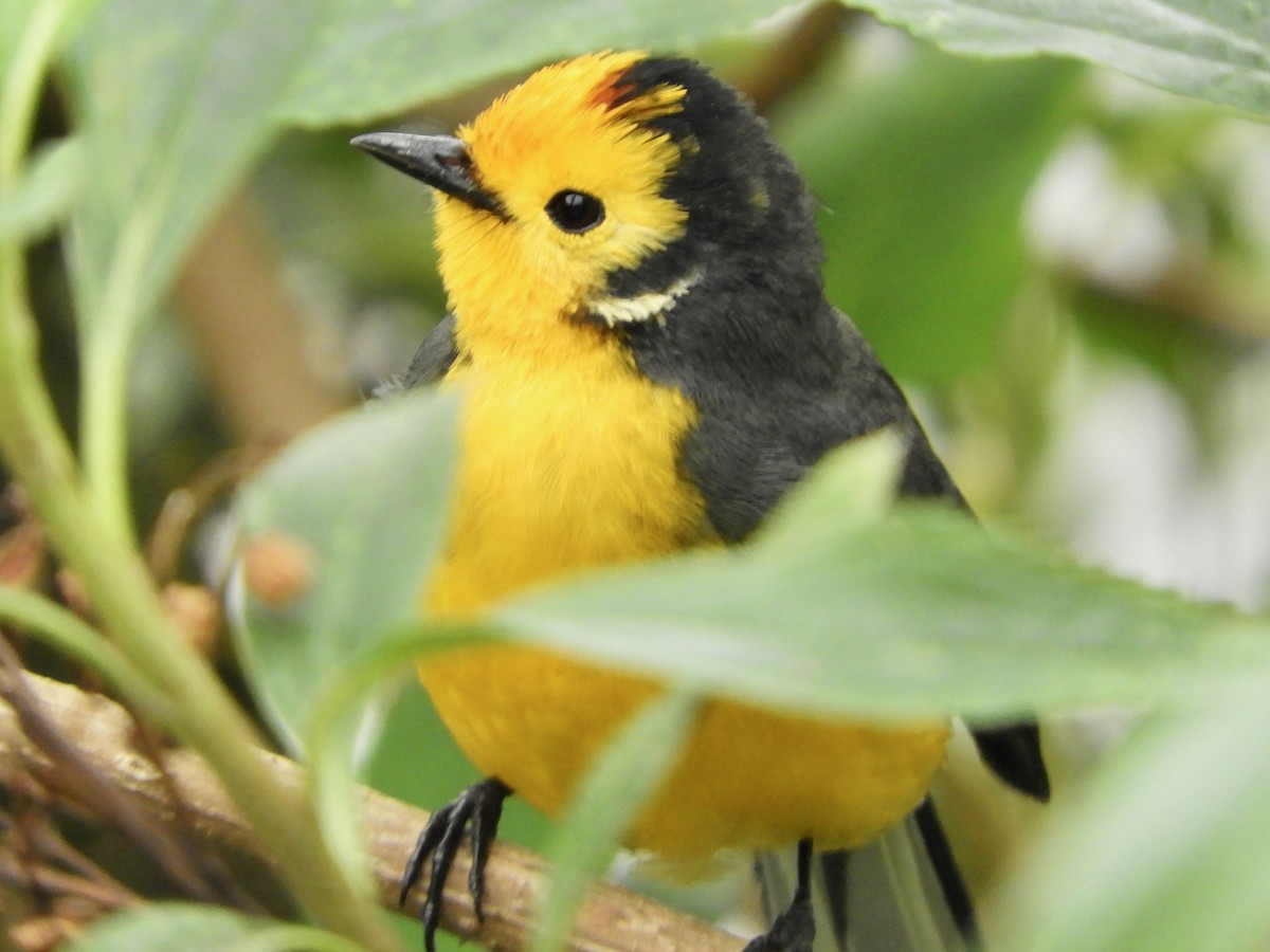 Golden-fronted Redstart (Golden-fronted) - ML646545152