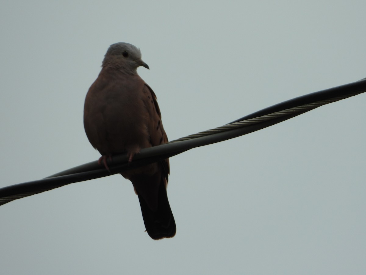 Ruddy Ground Dove - ML646545156