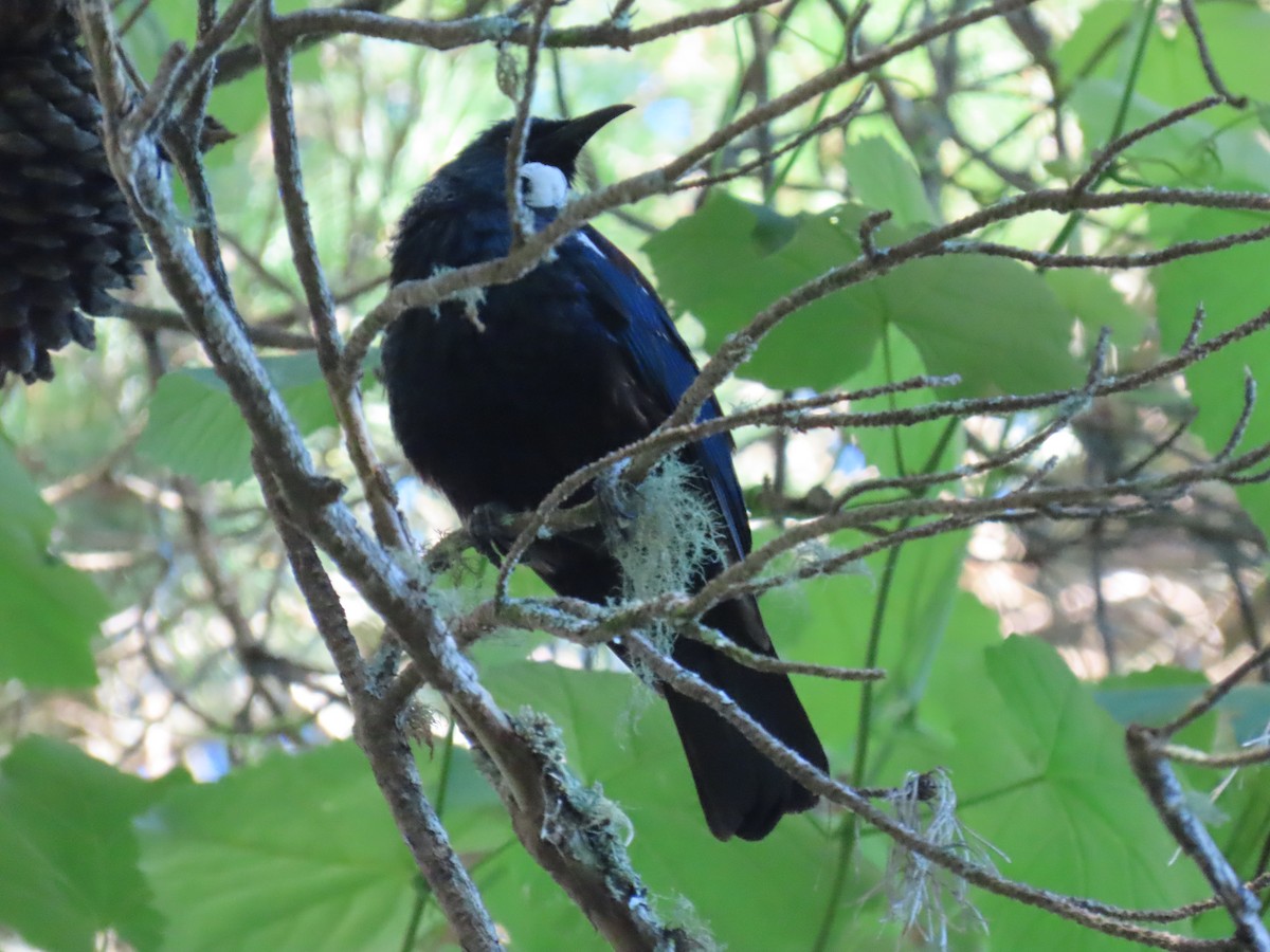 Méliphage tui - ML646545158