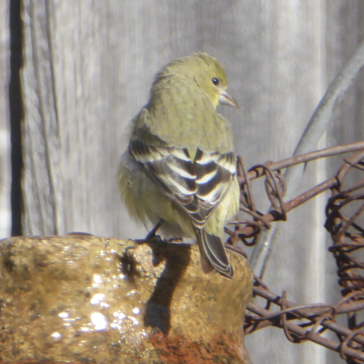 Lesser Goldfinch - ML646545160