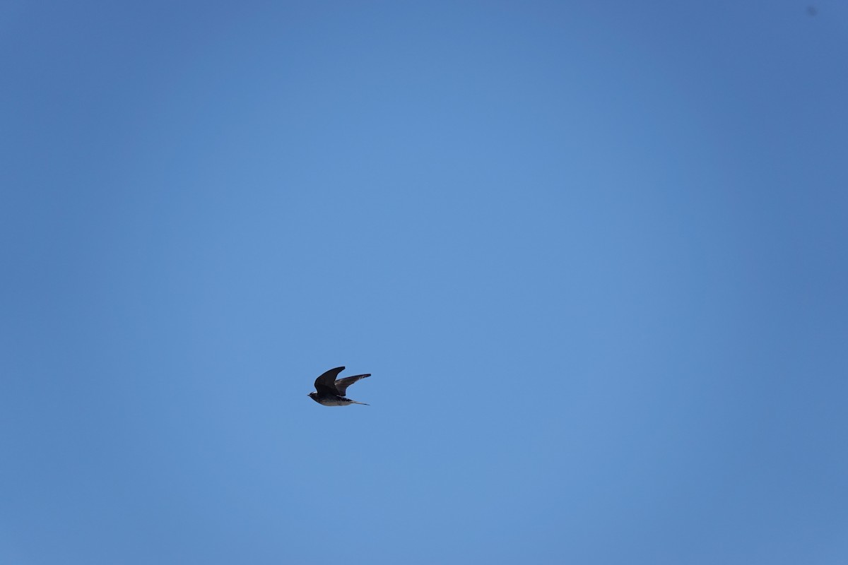 Gray-breasted Martin - ML646545163