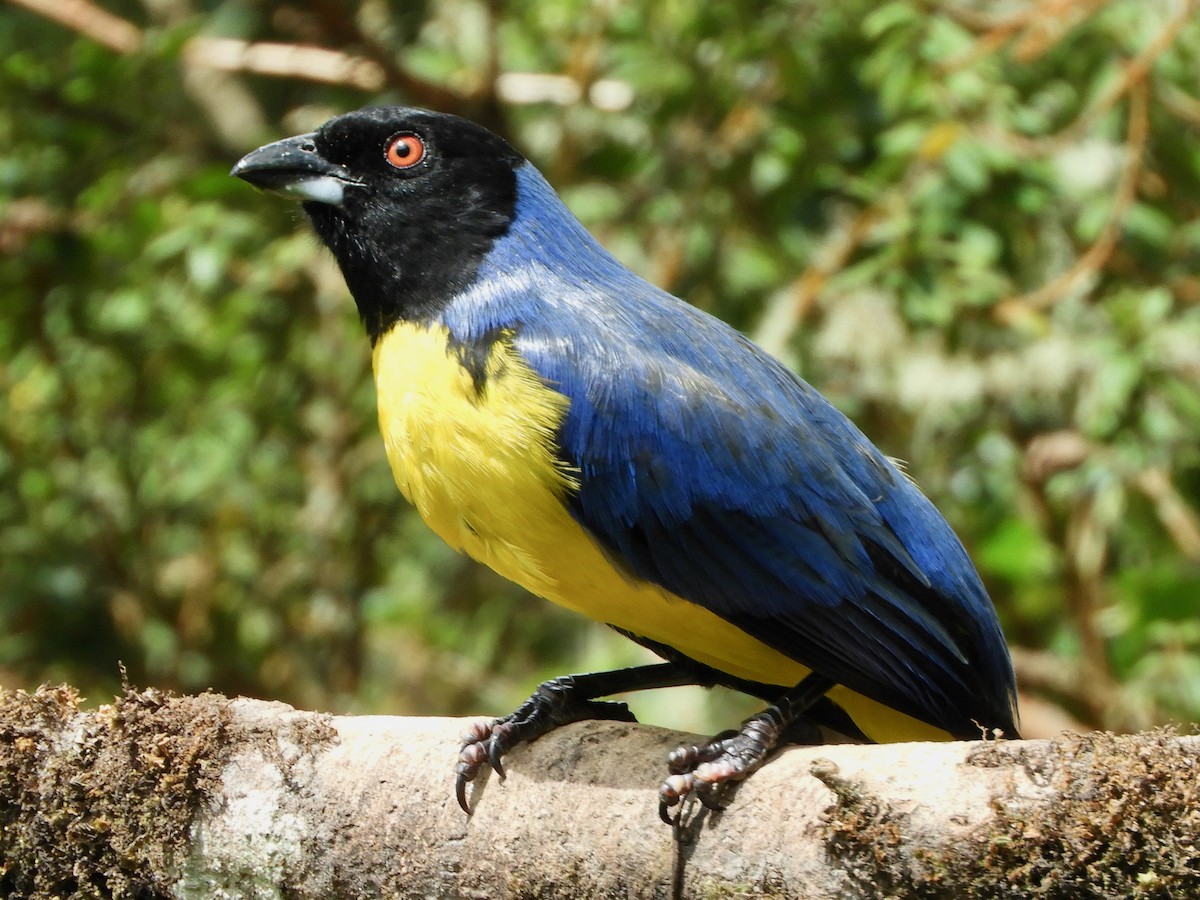 Hooded Mountain Tanager - ML646545171