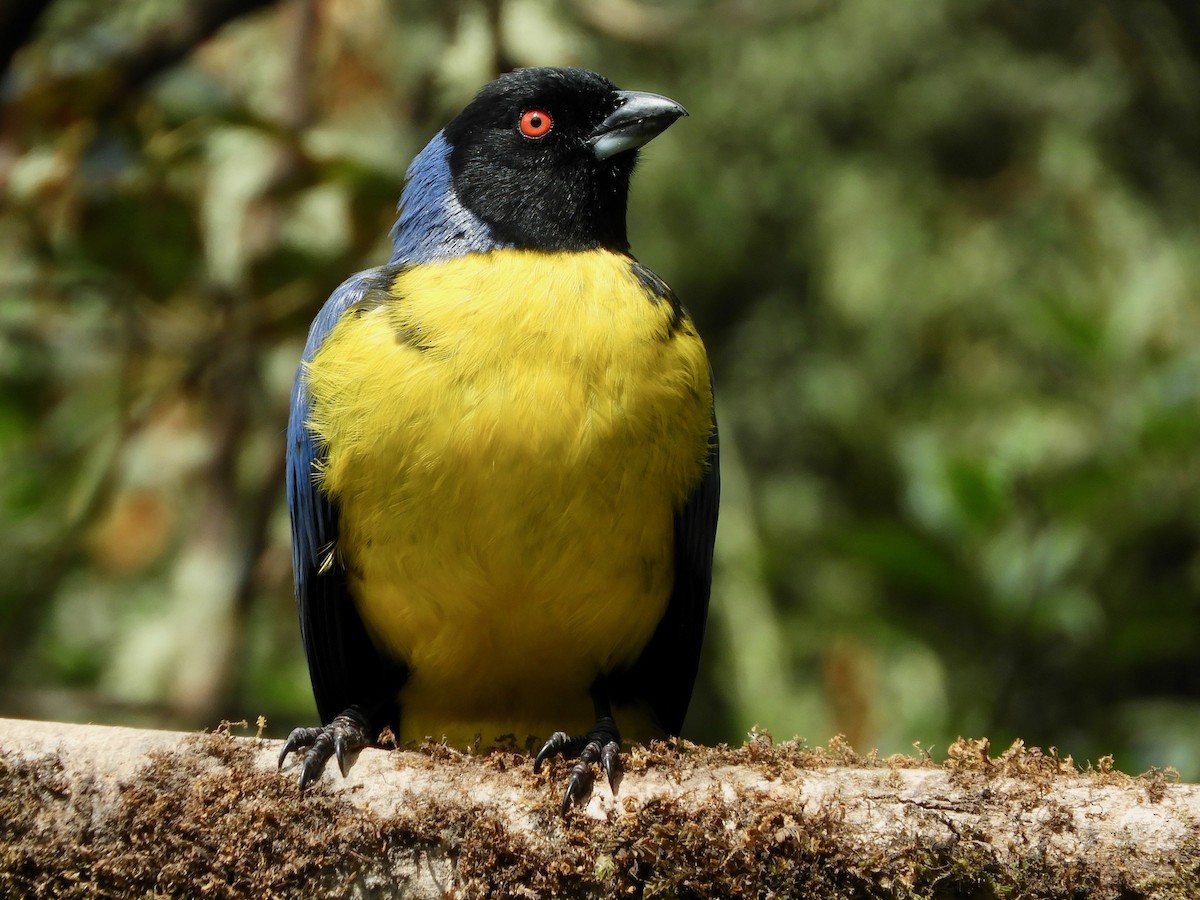 Hooded Mountain Tanager - ML646545172
