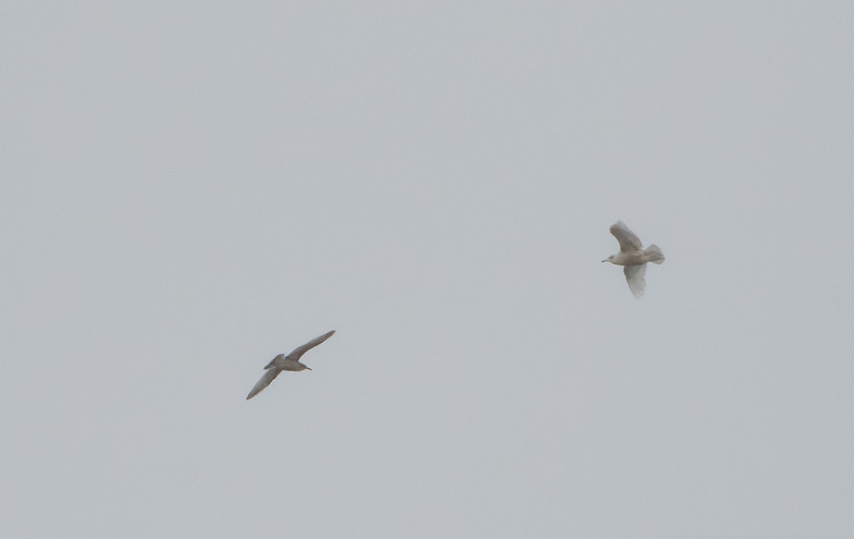 Gabbiano glauco - ML646545180