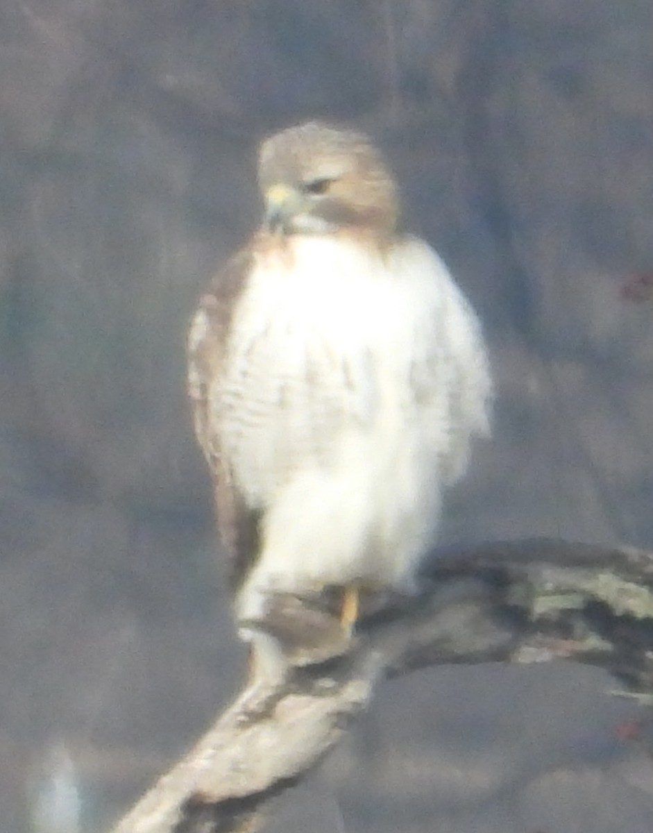 Red-tailed Hawk - ML646545182