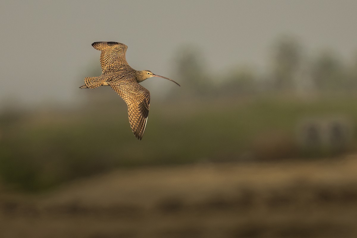 Long-billed Curlew - ML646545183