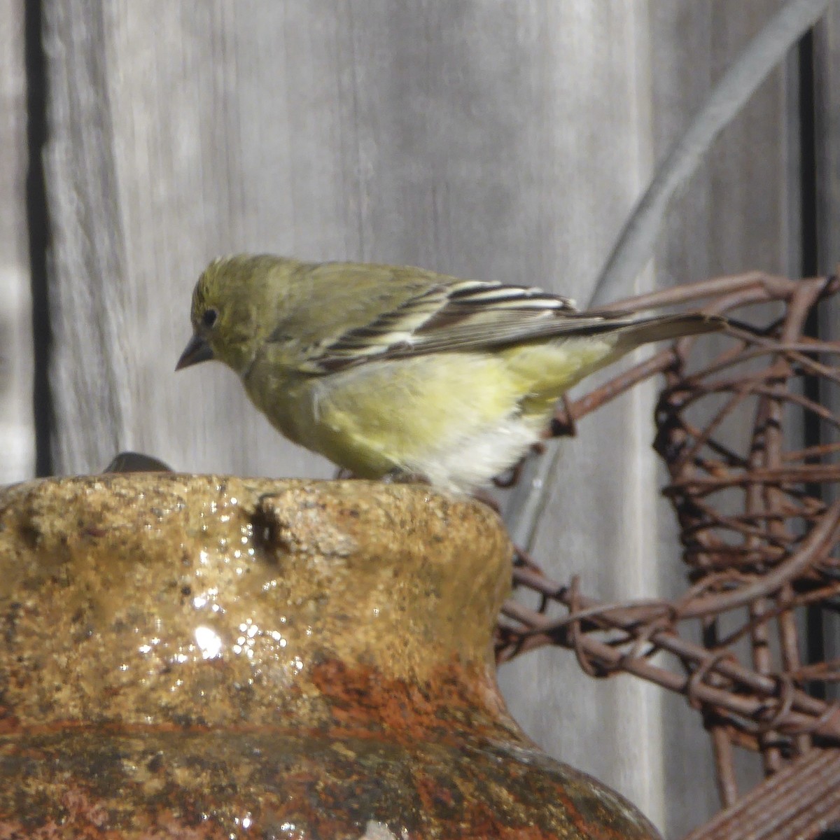 Lesser Goldfinch - ML646545185