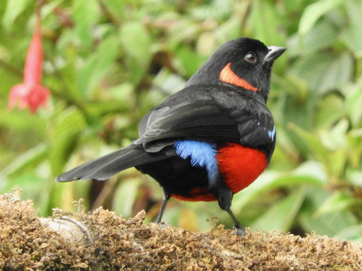Scarlet-bellied Mountain Tanager - ML646545186