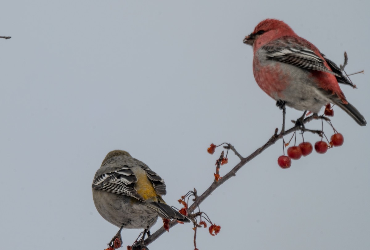 Durbec des sapins - ML646545187