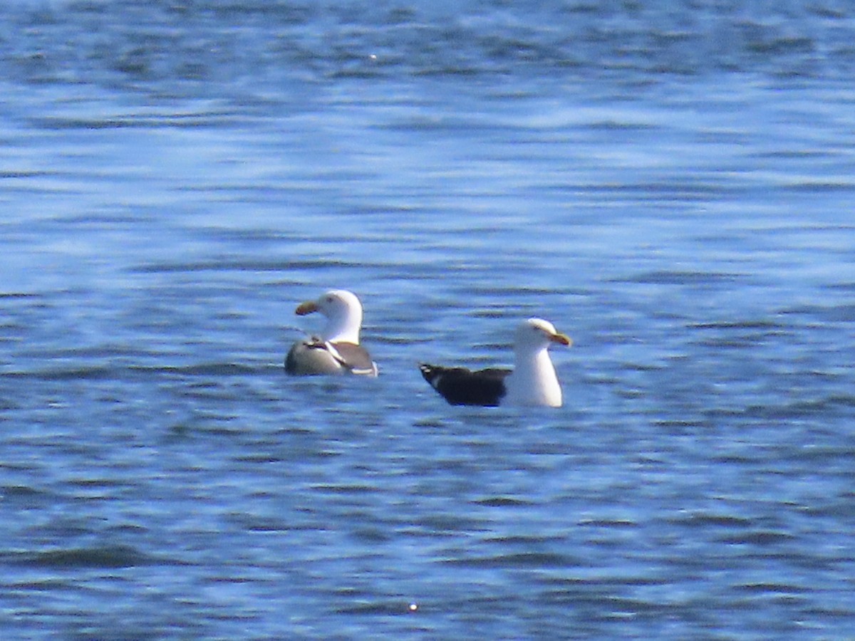 Kelp Gull - ML646545188