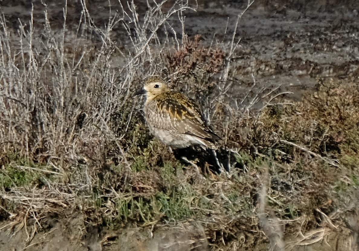 Piviere orientale - ML646545190