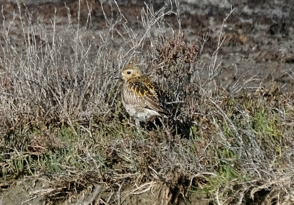 Piviere orientale - ML646545191