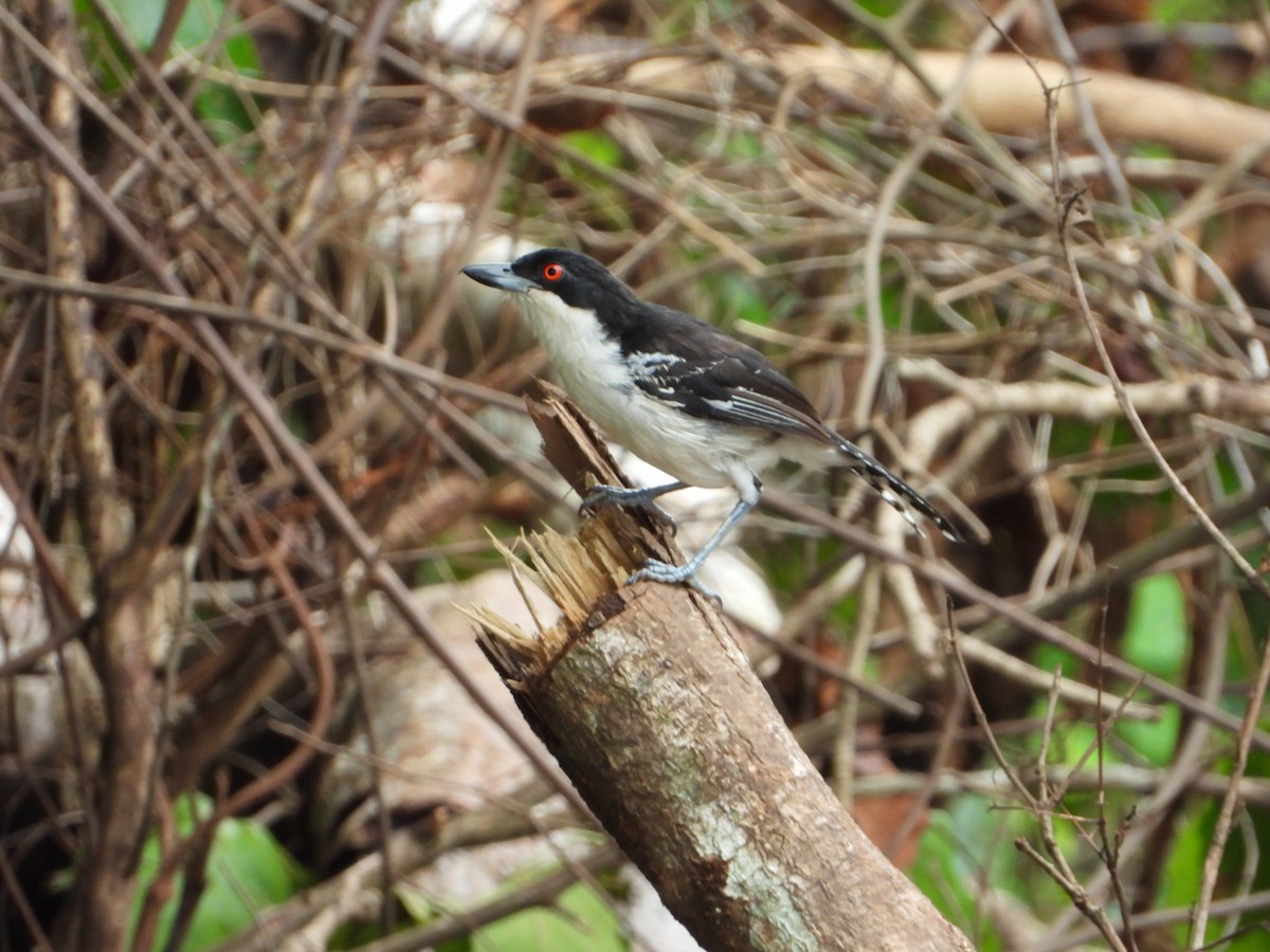Great Antshrike - ML646545192