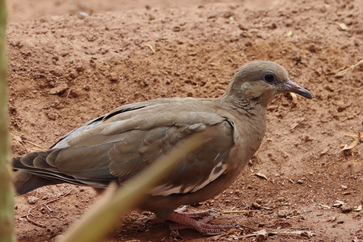 Tourterelle côtière - ML646545197