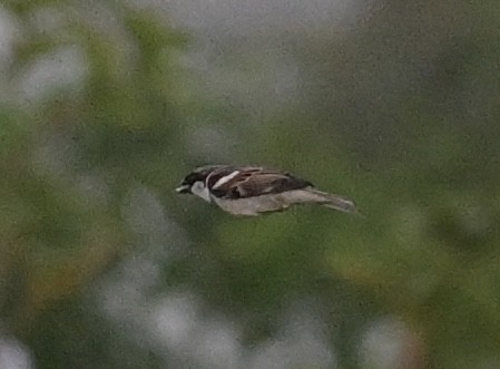 家麻雀 - ML646545201