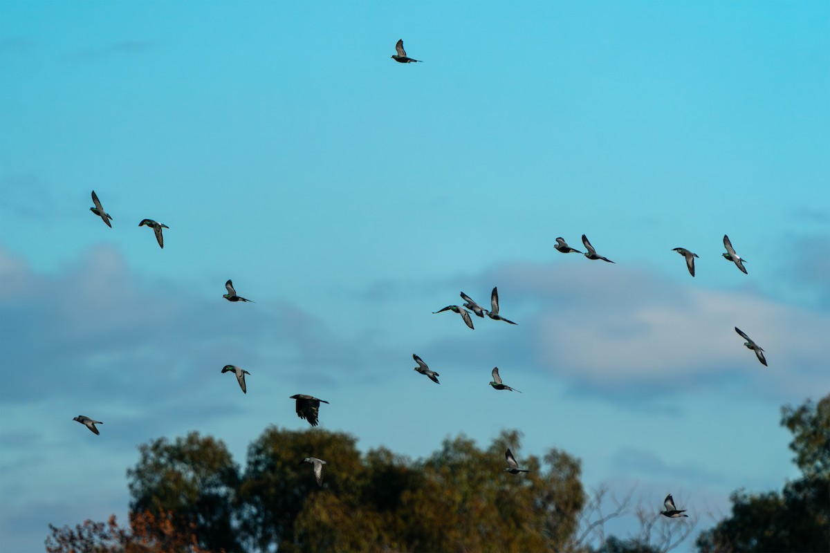 Pigeon colombin - ML646545202